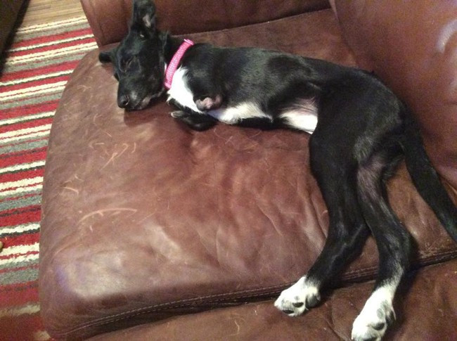 Bu köpek tam bir mucize - Resim: 4