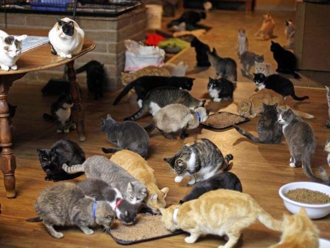 Evini 1100 kedi ile paylaşıyor - Resim: 4