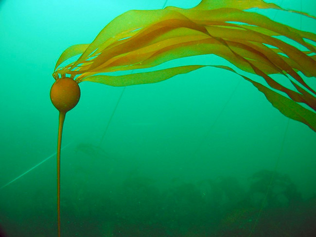Kıyıya vurdu ne olduğu anlaşılamadı herkesi şaşkına çevirdi - Resim: 4