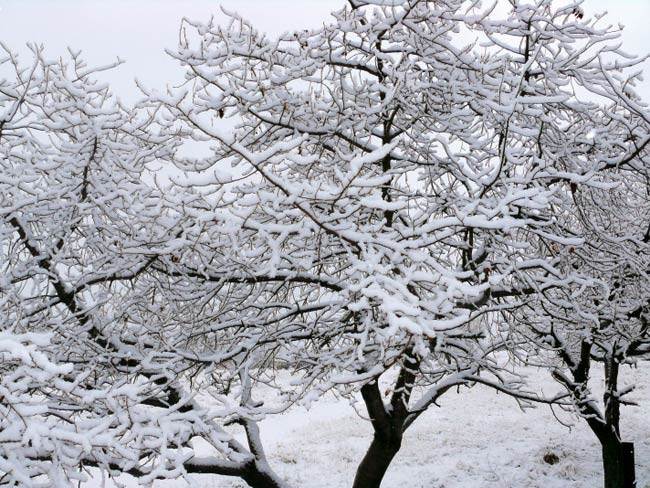 Beyaz örtü Türkiye'yi sardı - Resim: 1