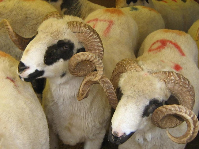 İyi kurbanlık nasıl seçilir? - Resim: 1