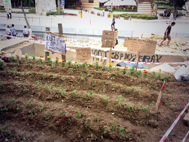 Gezi Parkı'na ektim soğan - Resim: 2