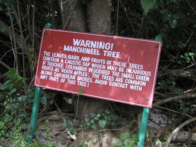 Meyvesi elmaya benziyor ama öldürüyor! - Resim: 1