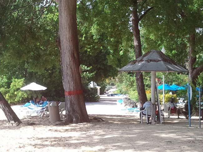 Meyvesi elmaya benziyor ama öldürüyor! - Resim: 2