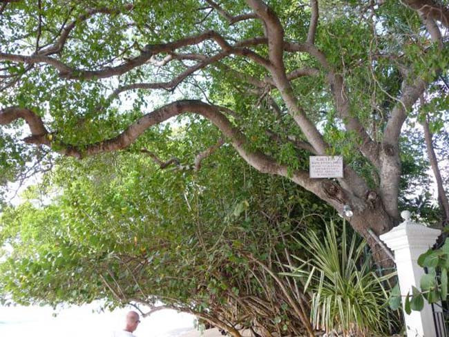 Meyvesi elmaya benziyor ama öldürüyor! - Resim: 4