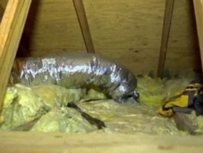 Kemirgen Sevgili - Resim: 3