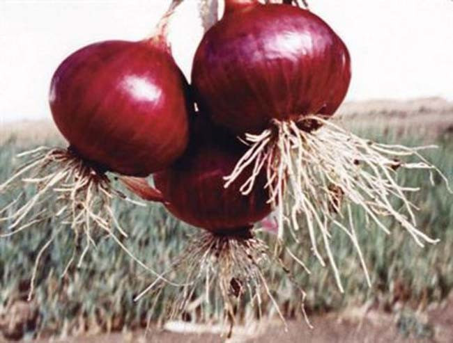 Mor soğanın faydalarına şaşıracaksınız - Resim: 1