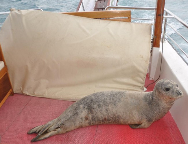 Akdeniz foku tekneye sığındı - Resim: 2