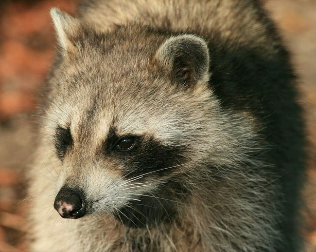 Uyumak için bıraktı geri döndüğünde ise bu halde buldu - Resim: 4