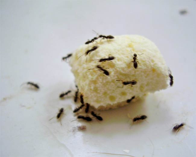 Karıncaların bir sırrı daha çözüldü - Resim: 4