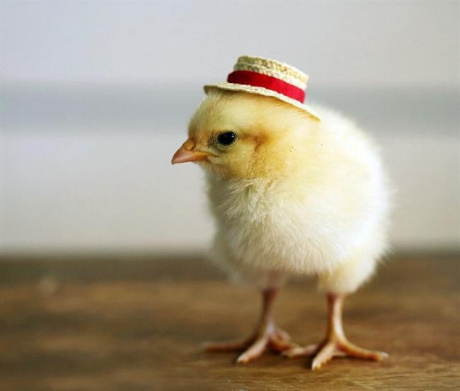 Evde bakılabilecek hayvanlar - Resim: 4