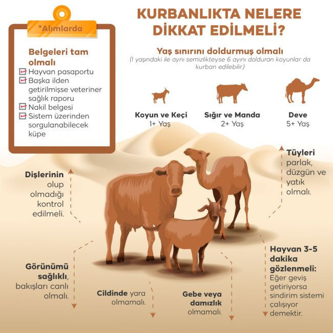 Pazarlar kuruldu, satışlar başladı! Kurbanlık alırken nelere dikkat edilmeli? - Resim: 4