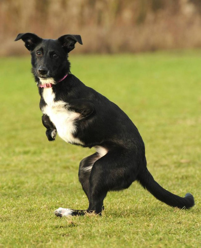 Bu köpek tam bir mucize - Resim: 3
