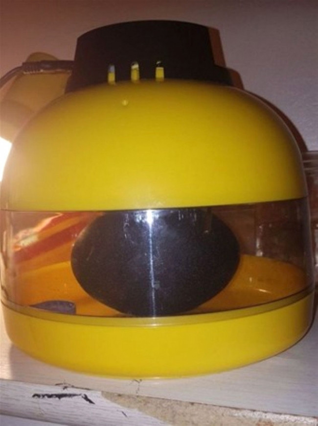 Süs diye aldı içinde deve kuş çıktı - Resim: 3