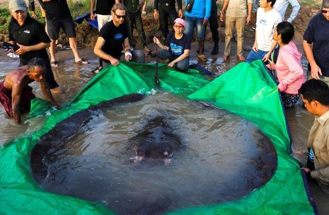 Kamboçya'da keşfedilen balık şok etti! 300 kilo ağırlığında... - Resim: 3