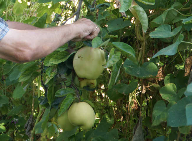 Eskişehir'de gizemli meyve! Adı ya da ne olduğu belli değil ama tadı güzel - Resim: 1