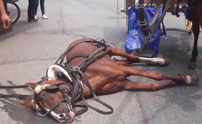 Haluk Levent'ten Başkan Soyer'e fayton teşekkürü - Resim: 3
