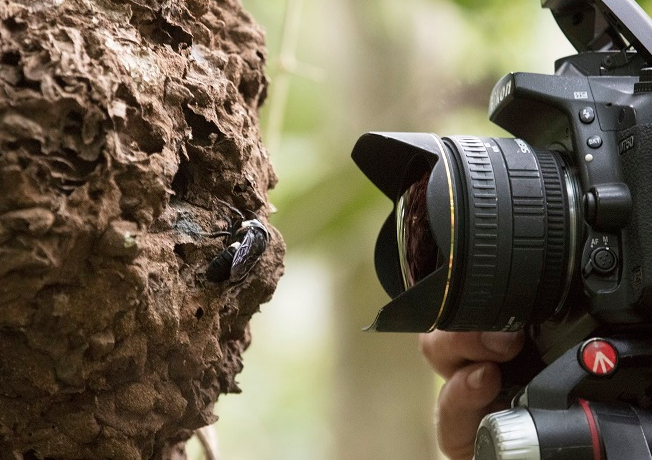 Herkes nesli tükendi sanıyordu 38 yıl aradan sonra devasa arı ortaya çıktı - Resim: 2