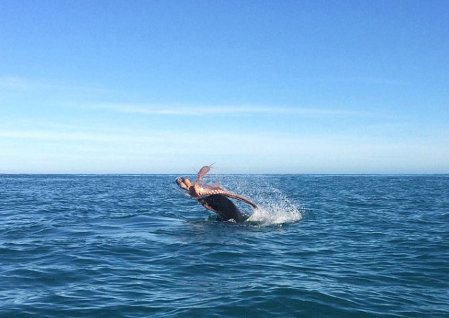 120 kiloluk fok ile dev ahtapotun ölüm kalım savaşı! - Resim: 4