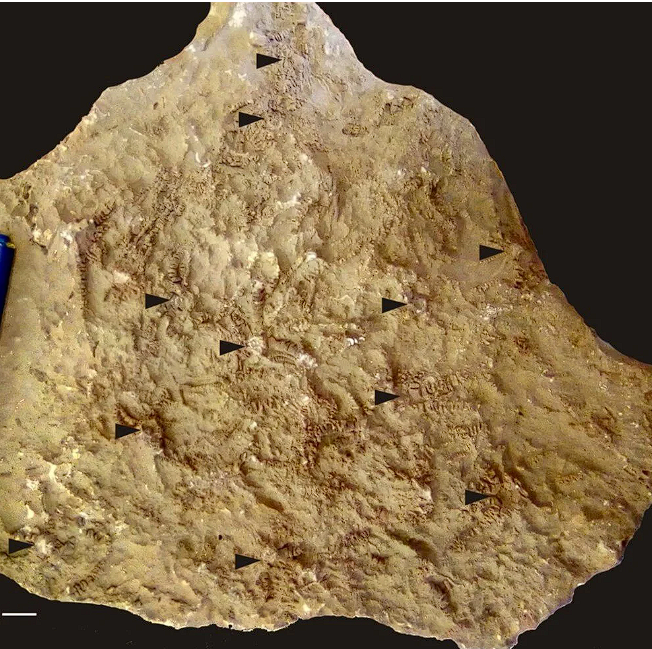 Yeni keşfedilen canlıya Zelenski'nin adı verildi! İlginç neden - Resim: 4