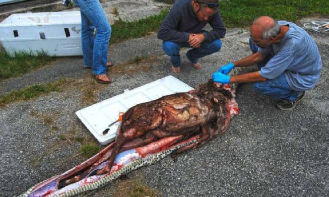 5 metrelik piton 35 kiloluk geyiği yuttu - Resim: 3