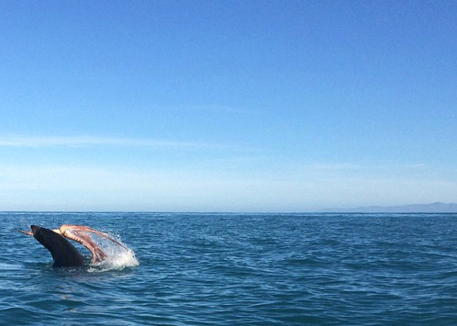 120 kiloluk fok ile dev ahtapotun ölüm kalım savaşı! - Resim: 2