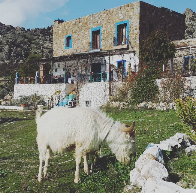Bilun Dohmen mankenliği bıraktı koyun otlatıp keçi sağıyor - Resim: 2