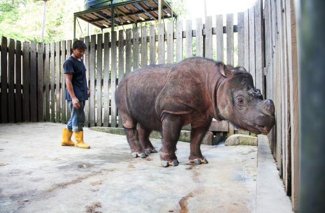 Malezya'dan kötü haber! Son erkek Sumatra gergedanı ülkeyi yasa  boğdu - Resim: 3