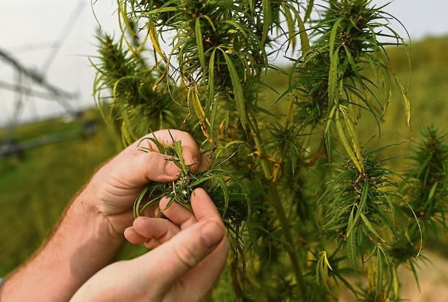 Kilosu bin TL'ye kadar çıktı! Erdoğan açıkladı fiyatlar tavan yaptı - Resim: 4