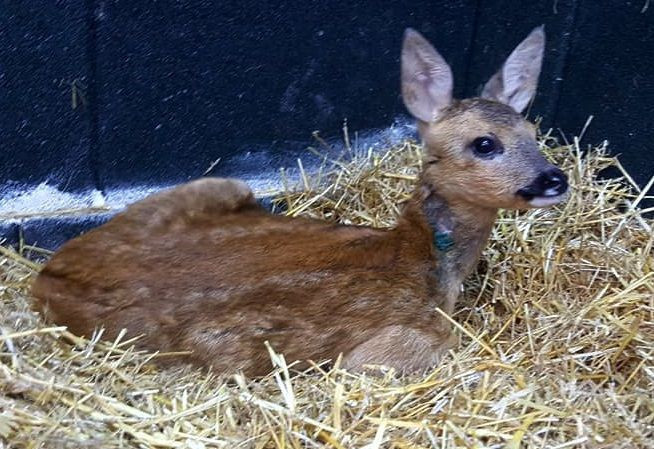 Doğada yaralı bulunan yabani hayvanlar tedavi ediliyor - Resim: 3