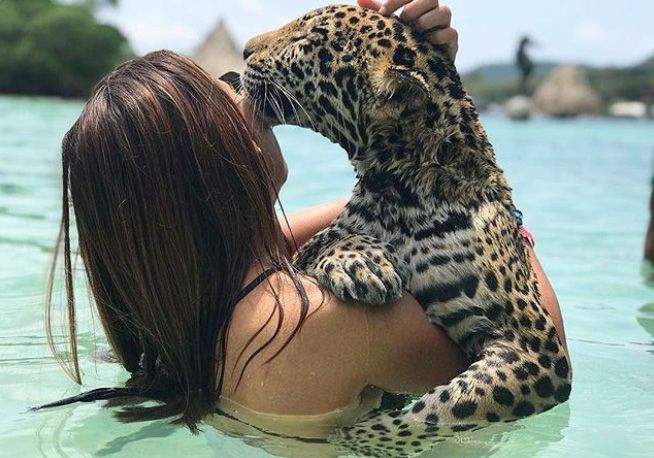 Cesaretin böylesi tehlikeli jaguarlarla yüzüp fotoğraflar çekiliyorlar - Resim: 4