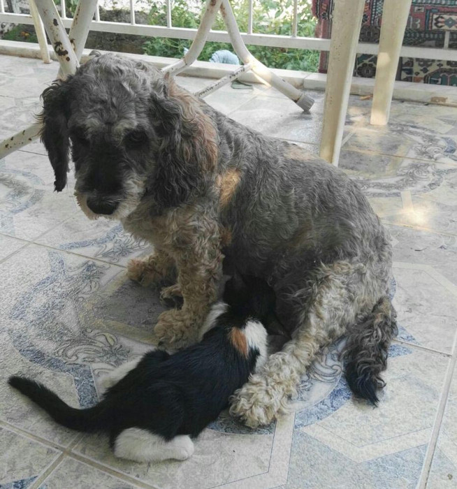 Muğla'da yavru kediyi emziren köpek herkesi şaşkına çevirdi - Resim: 1