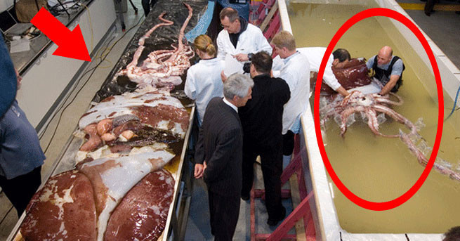 Dev yaratığın sırrını çözmeye çalışıyorlar - Resim: 4