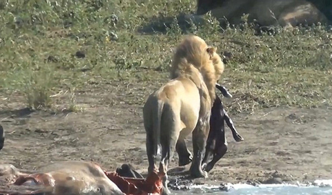 Eşi benzeri yok avının hamile olduğunu anladı bakın ne yaptı - Resim: 4