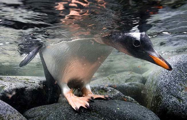 İşte leopar fokunun kanlı avı - Resim: 1
