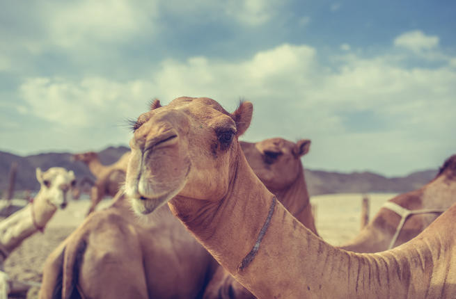 Arabistan’da develere estetik yaptırmak yasaklandı - Resim: 2