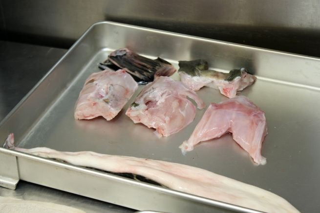 Japonya'da onlarca kişiyi öldüren balon balığının fiyatı cep yakıyor - Resim: 4