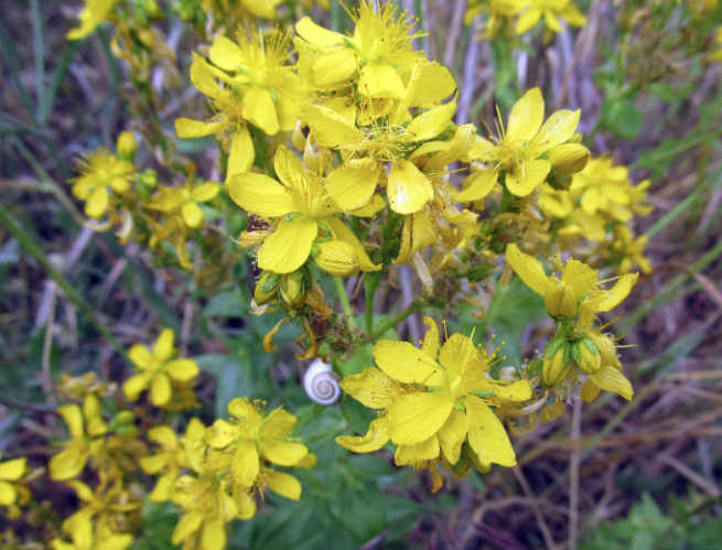 Yağı da bir o kadar etkili olan kantaron çiçeğinin mucizevi faydaları - Resim: 2