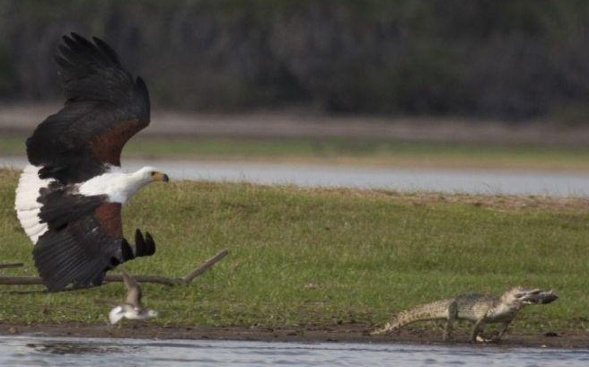 Timsahı gözüne kestirdi ve böyle avladı - Resim: 2