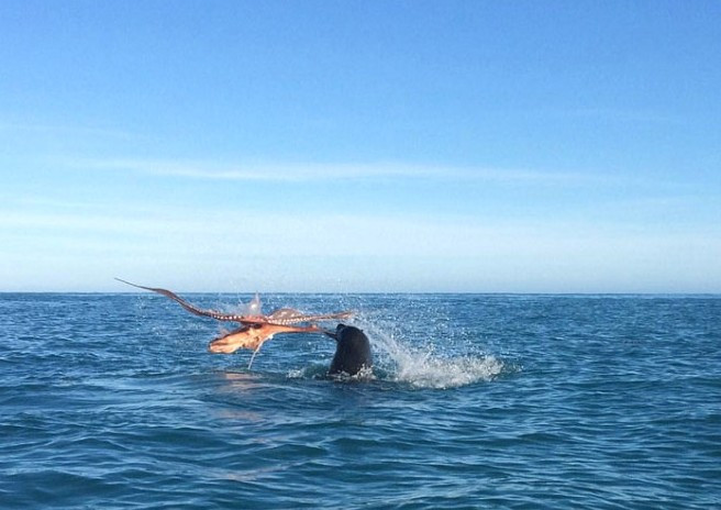 120 kiloluk fok ile dev ahtapotun ölüm kalım savaşı! - Resim: 1