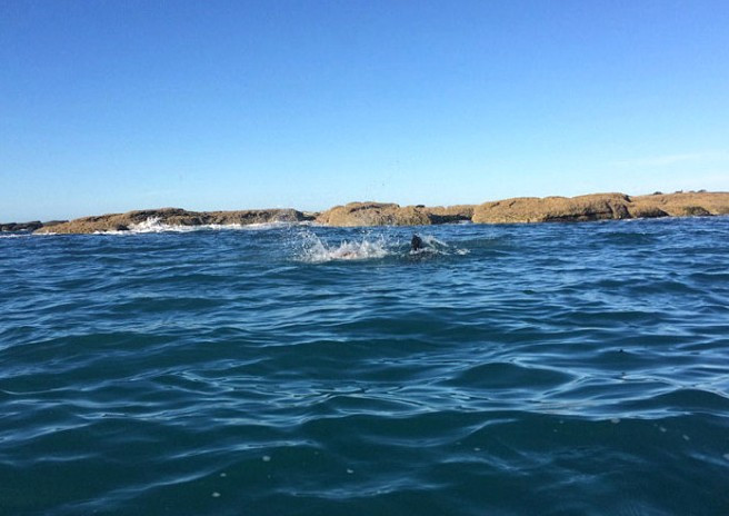120 kiloluk fok ile dev ahtapotun ölüm kalım savaşı! - Resim: 3