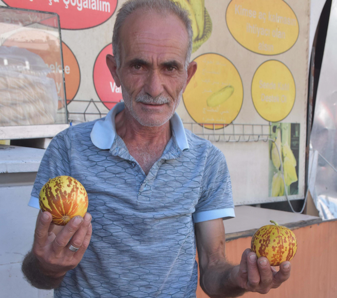 Bu kavunu kimse yemek için almıyor tanesi iki lira ama kokusu muazzam - Resim: 2