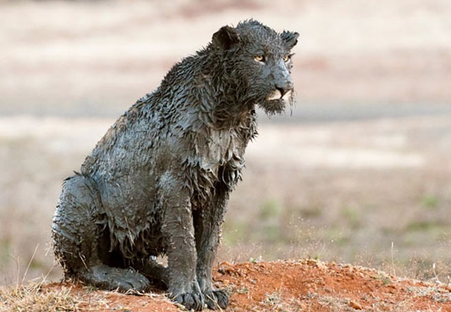 Dünya gündeminden çarpıcı kareler - Resim: 2