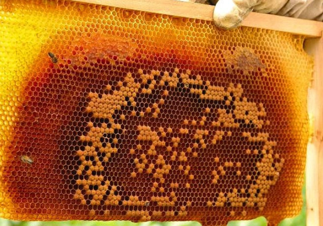 Asgari ücretli iki kilo bile alamıyor! - Resim: 1