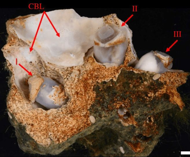 Denizde yaşayan yeni bir tür canlı bulundu! Sindirim sistemi şoke etti - Resim: 3