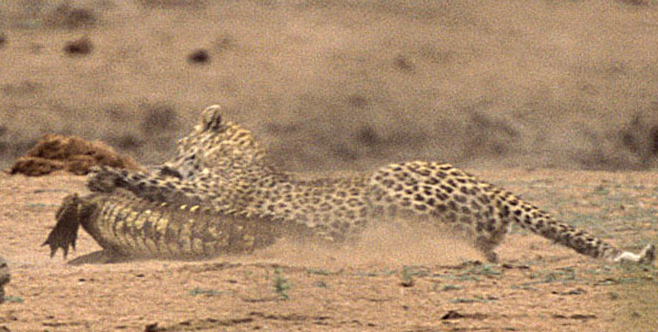 Leoparın timsah avından dehşet kareleri - Resim: 4