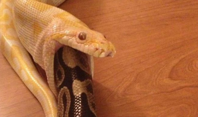 Aç piton sonunda bunu yuttu - Resim: 2