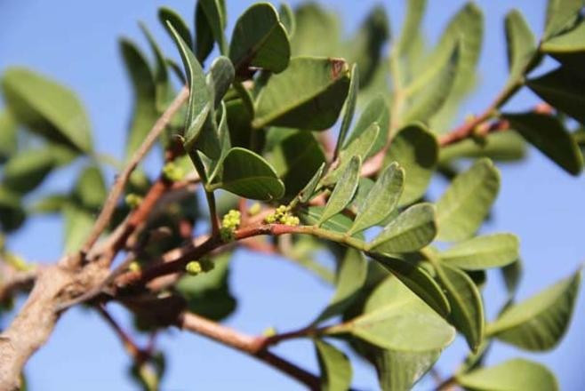 Kilosu bin liraya satılıyor çiftçilerin yeni umudu - Resim: 1
