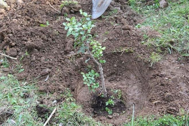Kilosu bin liraya satılıyor çiftçilerin yeni umudu - Resim: 4