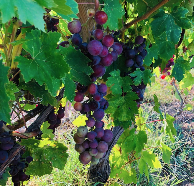 Şehir hayatından sıkıldı Ata Demirer 2 milyon liralık bağında üzüm topluyor - Resim: 3